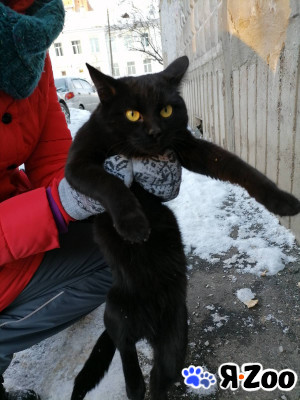 Молодая кошечка ищет дом в Нижнем Новгороде