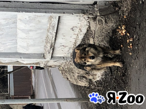 Обнаружена собака в Москве найдена