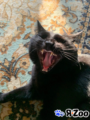 Пропал черный кот москва в Москве