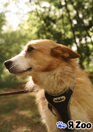 Альма - трогательная и нежная собака ищет семью в Москве