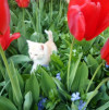 Котенок рыжий мальчик - фото 2