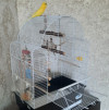 Волнистый попугай с клеткой - фото 2