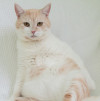 Кот кремового окраса Яша в добрые руки - фото 5