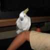 Птенцы попугаев-выкормыши - фото 2