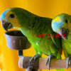 Синелобый амазон - ручные птенцы из питомника - фото 1