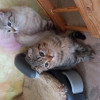 Вислоухий котенок, мальчик и прямоушка девочка - фото 2