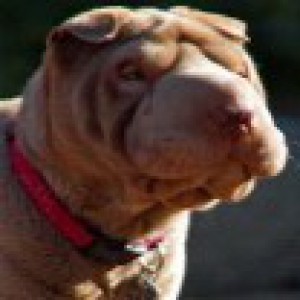 Шарпей — история породы, характер и рекомендации по уходу за собаками