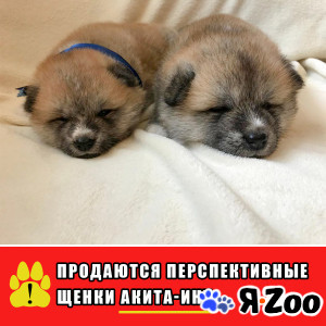 Продаются перспективные щенки японской Акита-ину в Конаково договорная