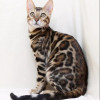 Кошка леопардового окраса сколько стоит thumbnail