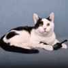Нежный и ласковый котенок Симба в добрые руки - фото 1