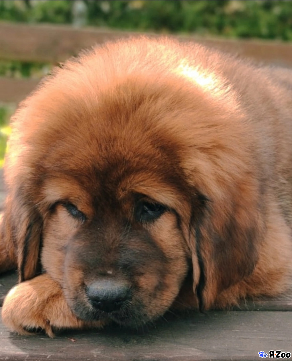 Тибетский мастиф — продам щенка в Санкт-Петербурге за 85000 ₽ на ZooYa.ru,  м. Рыбацкое
