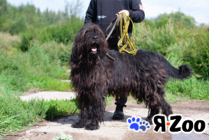 Метис Черного терьера в ответственные руки в Москве даром