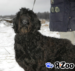 Русский черный терьер в добрые руки в Москве даром