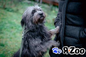 Молоденькая Айна, метис миттельшнауцера в дар в Москве