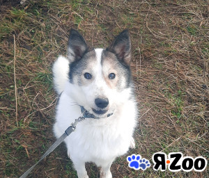 В дар лаечка-компаньон в Москве