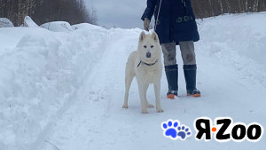 Белая лайка в дар, компаньон в Москве