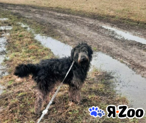 Метис большого пуделя в дар, некрупная в Москве
