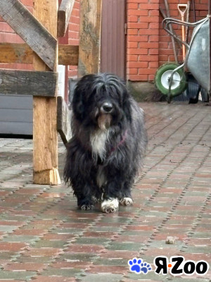 Метис тибетского терьера в дар в Москве даром