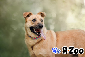 Фрея - нежная собака ищет семью в Москве даром