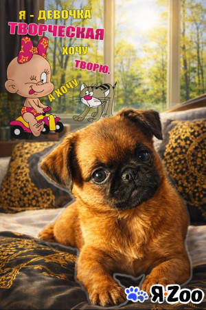 Пти брабансон рыжие девочки в Москве 80 000 руб.