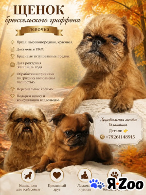 Эффектная девочка гриффоночка в Санкт-Петербурге 100 000 руб.