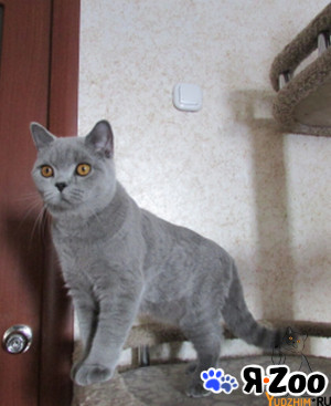 Британский котик в Ярославле 10 000 руб.