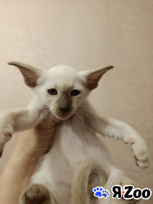 Ориентальные котята 29 000 руб.