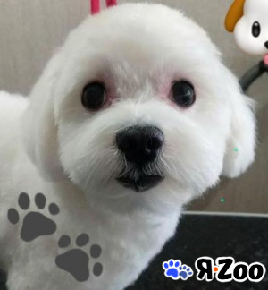 Вязка(кобель)оплата 5т.₽ или щенок в Ейске 5 000 руб.