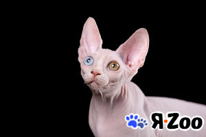 Котёнок. Эльф, двэльф, бамбино, сфинкс