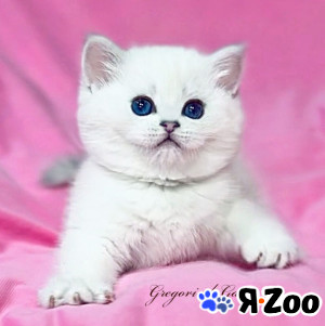 Британская шиншилла белоснежка Юна в Москве 85 000 руб.