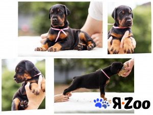 Шикарные щенки добермана из питомника 75 000 руб.