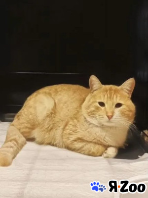 Сахарок ищет дом в Москве даром