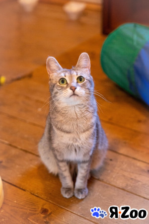 Лапочка ищет дом в Москве