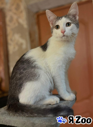 Котенок Лучик ищет дом в Пушкино