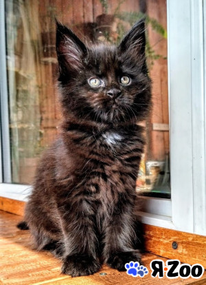 Мейн Кун черный кот в Москве 25 000 руб.