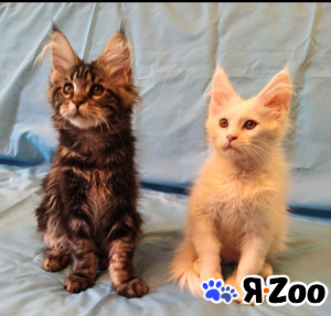 Мейн Кун котята в Москве 20 000 руб.