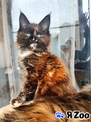 Мейн Кун котята в Москве 15 000 руб.