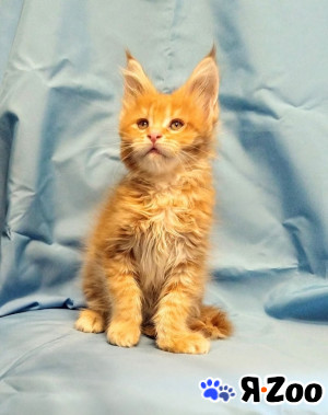 Мейн Кун рыжий котик в Москве 35 000 руб.