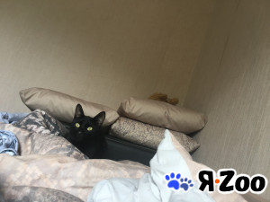 Чёрный котик в добрые руки в Москве
