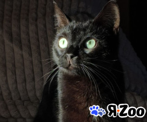 Шанти — леди в черном. Молодая кошечка в добрые руки в Москве