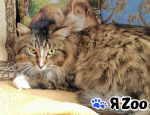 Пушистый Флоризель. Молодой кот в добрые руки в Москве