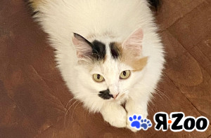 Миниатюрная кошечка Буся в дар в Москве даром