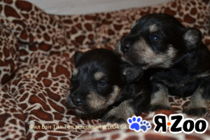 Щенки Цвергшнауцера мальчики в Москве договорная