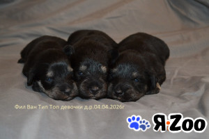 Цвергшнауцер щенок девочки в Москве договорная