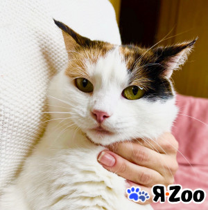 Кошка Пятнашка – трехцветная обаяшка в добрые руки в Москве
