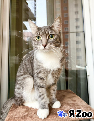 Изящная полосатая кошечка Шурочка ищет дом, в добрые руки в Москве даром