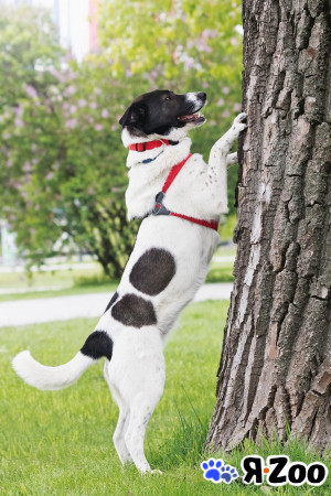 Штеффи в поиске дома в Москве даром