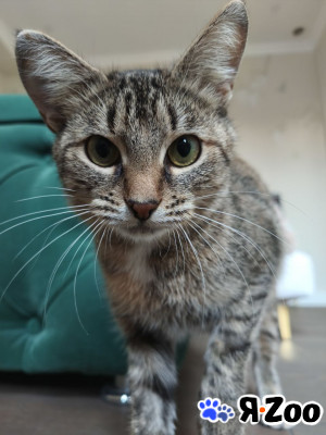 Слойка в поиске дома в Москве