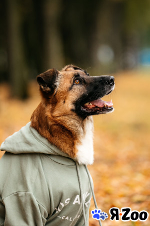 Марти в поиске дома в Москве даром