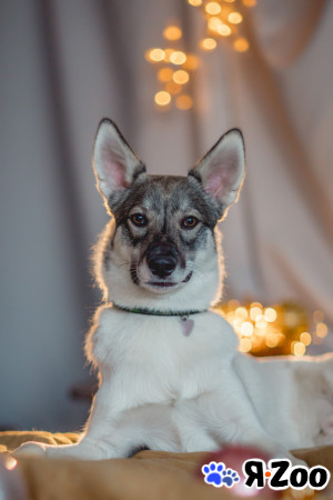 Самур в поиске дома в Москве даром